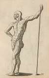 Plate IX: Artist study of anatomical male standing