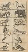 Plate XVI: Illustrations of various animals