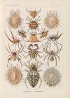 Arachnida. – Spinnentiere