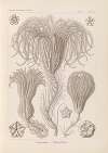Crinoidea. – Palmensterne
