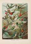 Trochilidae. – Kolibris