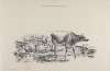 Thomas Sydney Cooper’s cattle subjects Pl.11