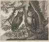 Fable XXXII. The Two Owls and the Sparrow