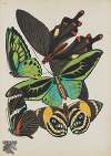 Papillons Pl.01