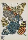 Papillons Pl.03
