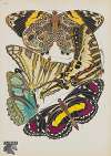 Papillons Pl.05