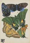 Papillons Pl.06