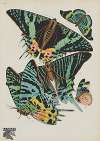Papillons Pl.07
