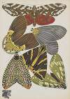 Papillons Pl.14