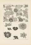 Outlines of ornament in the leading styles Pl.14