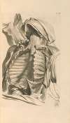 Anatomia humani corporis Pl.027