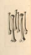 Anatomia humani corporis Pl.097