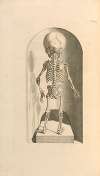 Anatomia humani corporis Pl.103