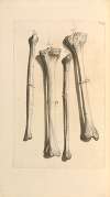 Anatomia humani corporis Pl.105