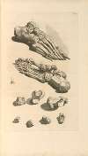 Anatomia humani corporis Pl.106