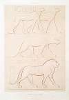 Sculpture; animaux — race féline (Thèbes — XVIIe. et XVIIIe. dynasties)
