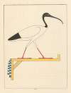 L’Ibis, emblême vivant de Thoth le second Hermès.