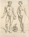 Nude male with an apple in his left hand, and a modest female
