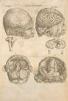 Prima pagina figurarum capitalium [Human brain]