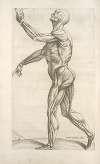 Secunda musculorum tabula. [Shows muscles in a walking position]