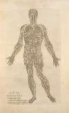Secv. fig; Integra et ab omnibus partibus … [Male figure showing the arteries and veins]