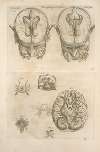 Tertia pagina figurarum capitalium. [9 pictures of the brain and its parts]