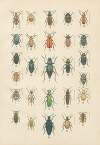 The beetles of Europe Pl.12
