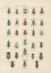 The beetles of Europe Pl.14