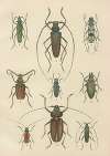 The beetles of Europe Pl.15