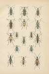The beetles of Europe Pl.18