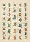 The beetles of Europe Pl.19