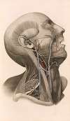 A System of Anatomical Plates of the Human Body, vol. 2