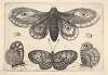 A moth, three butterflies and two beetles