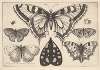 Five Butterflies, a Moth and Two Beetles