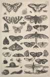 Forty-one Insects, including moths and butterflies