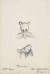 Pinocchio: Mouse Head. Grey mouse head