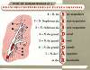 Fiche de mnémotechnie No.1