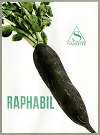 Raphabil