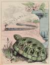 La tortue & le chemin de fer, par Gill