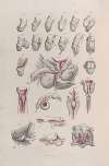 Surgical anatomy Pl.44