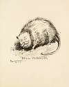 William Howard Taft depicted as a opossum.