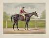 Grand racer Kingston, by Spendthrift; dam imp. Kapanga, by Victorious, 2nd dam Kapunda, by Stockwell