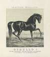 Othello!; trotting stallion