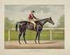 Grand racer Kingston, by Spendthrift; dam imp. Kapanga, by Victorious, 2nd dam Kapunda, by Stockwell