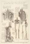 Sheet of Anatomical Studies of Postcranial Bones (after Leonardo da Vinci)