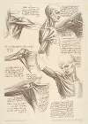 Sheet of Anatomical Studies of the Shoulder Muscles (after Leonardo da Vinci)