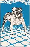 Nr. 680: Bulldogge