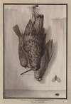 La becasse, le petit pigeon couronné, la perdrix de mer, le papillon et mouche