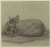 Steinlen. Chats et autres Bêtes