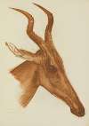 Antilope Jackson (Am Dafok)